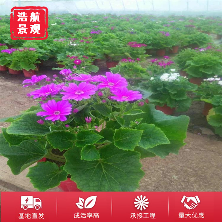 瓜叶菊