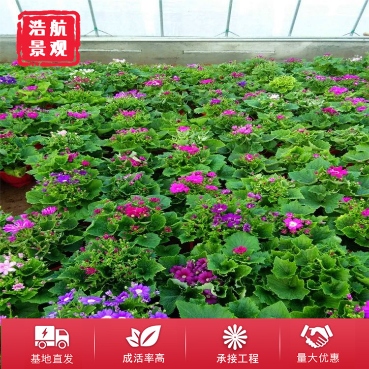 瓜叶菊1