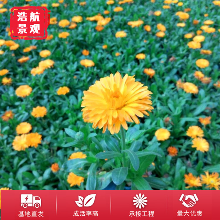金盏菊