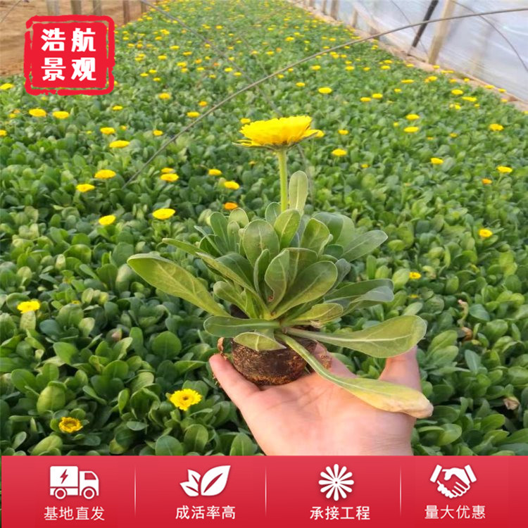 金盏菊1