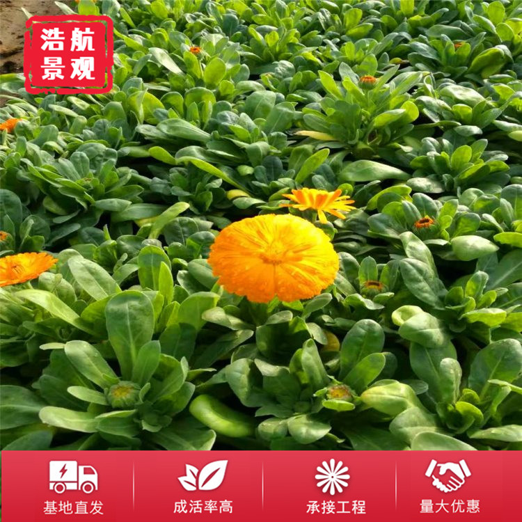 金盏菊 (2)