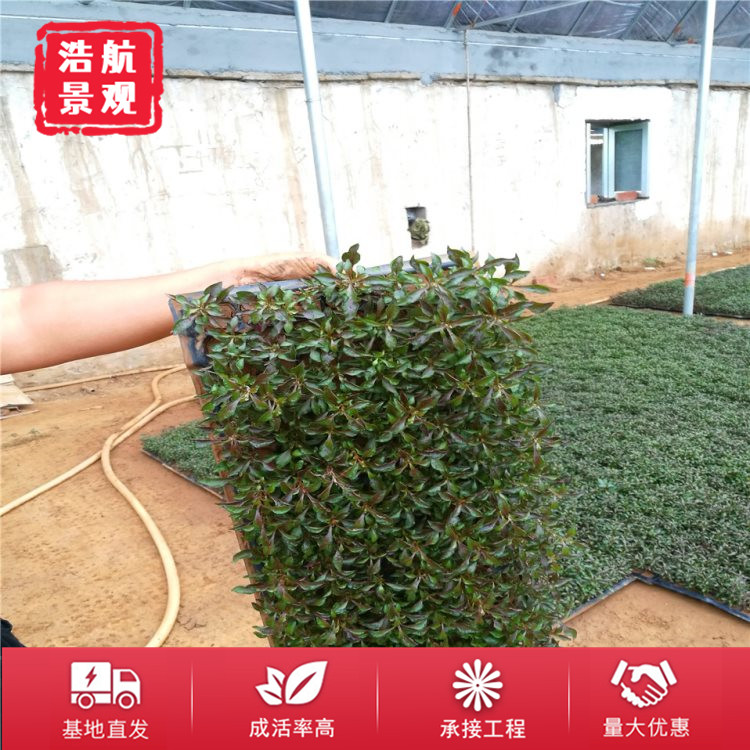 五色草红色