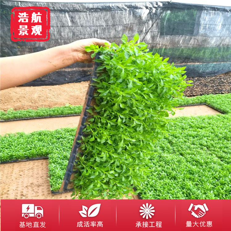 五色草绿色