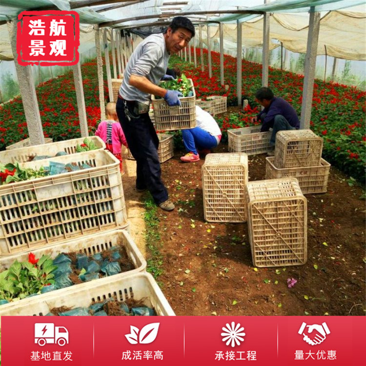 一串红1