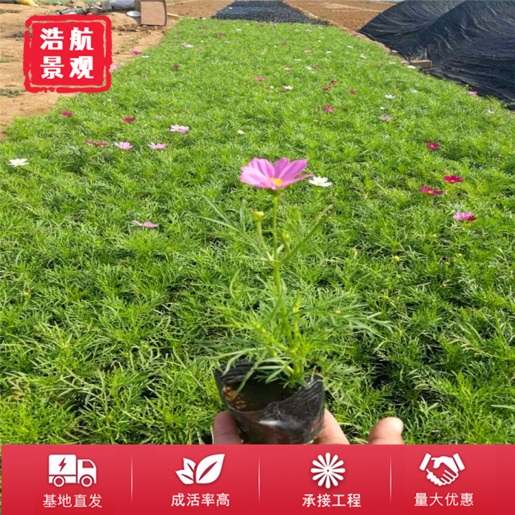 波斯菊1