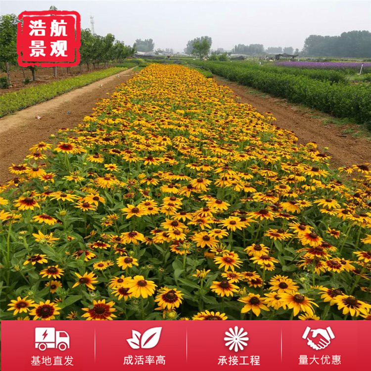 黑心菊2