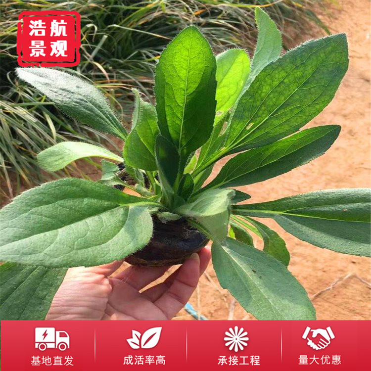 黑心菊1