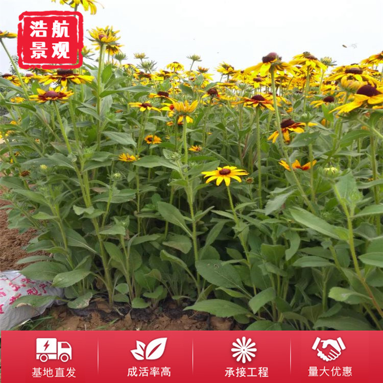黑心菊3