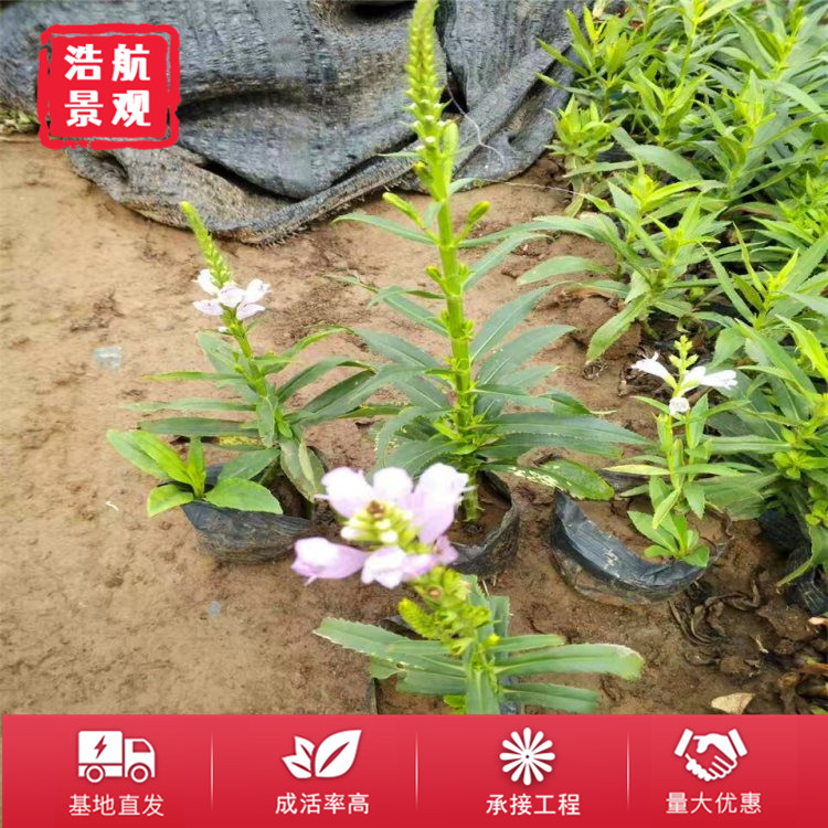 假龙头