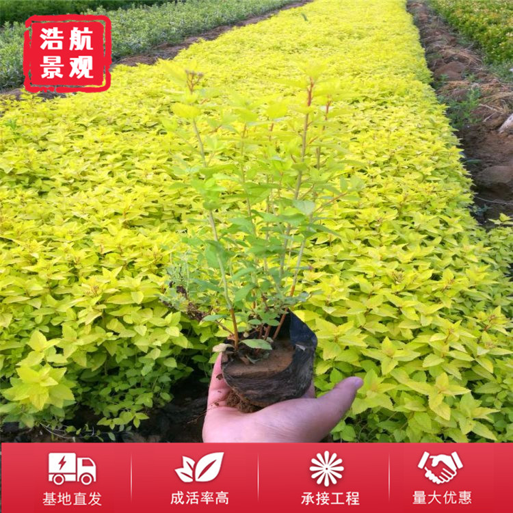 金山绣线菊