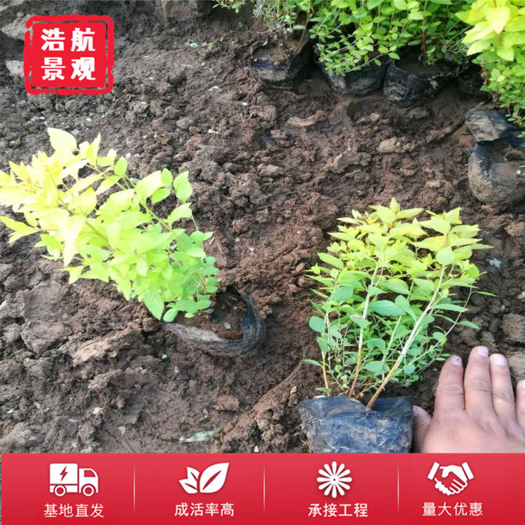金山绣线菊1