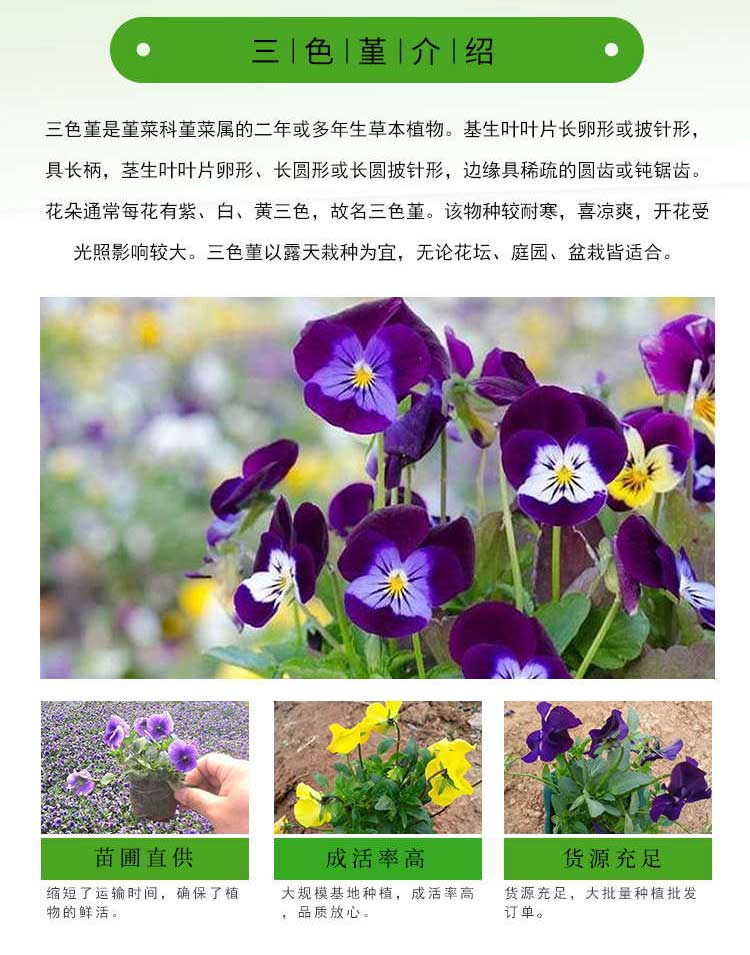 时令草花---三色堇_看图王_02