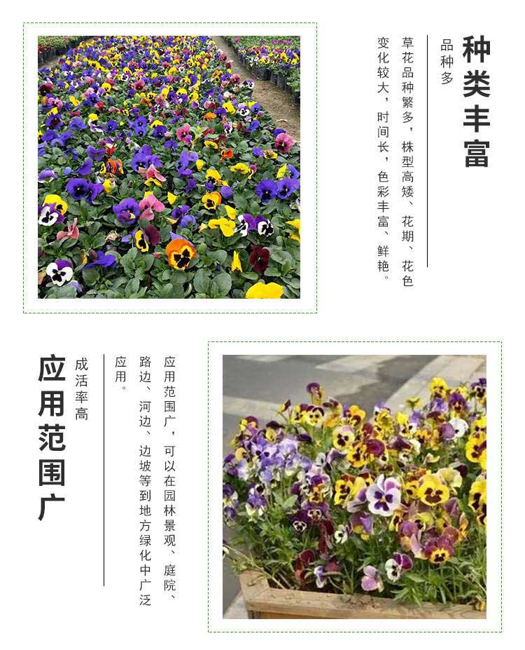 时令草花---三色堇_看图王_04