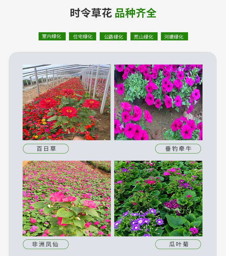 时令草花---三色堇_看图王_07