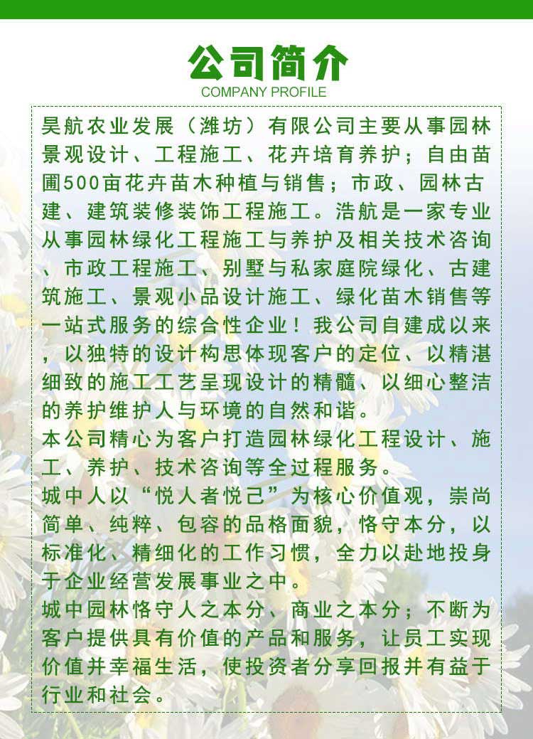 时令草花---三色堇_看图王_16