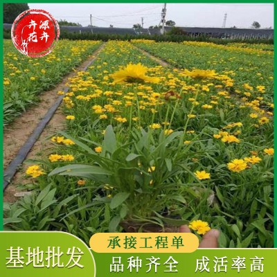 金鸡菊