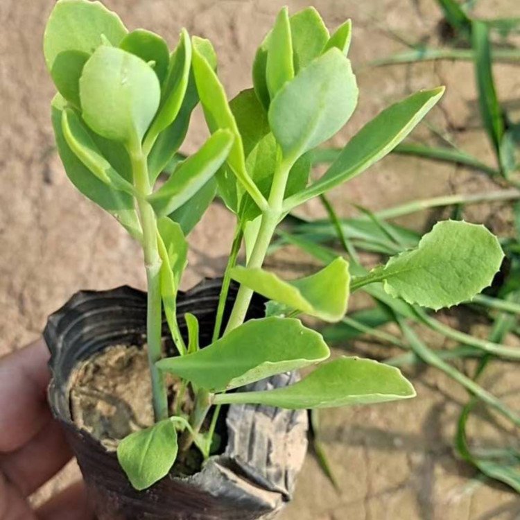 u=1706083926,897090586&fm=199&app=68&f=JPEG