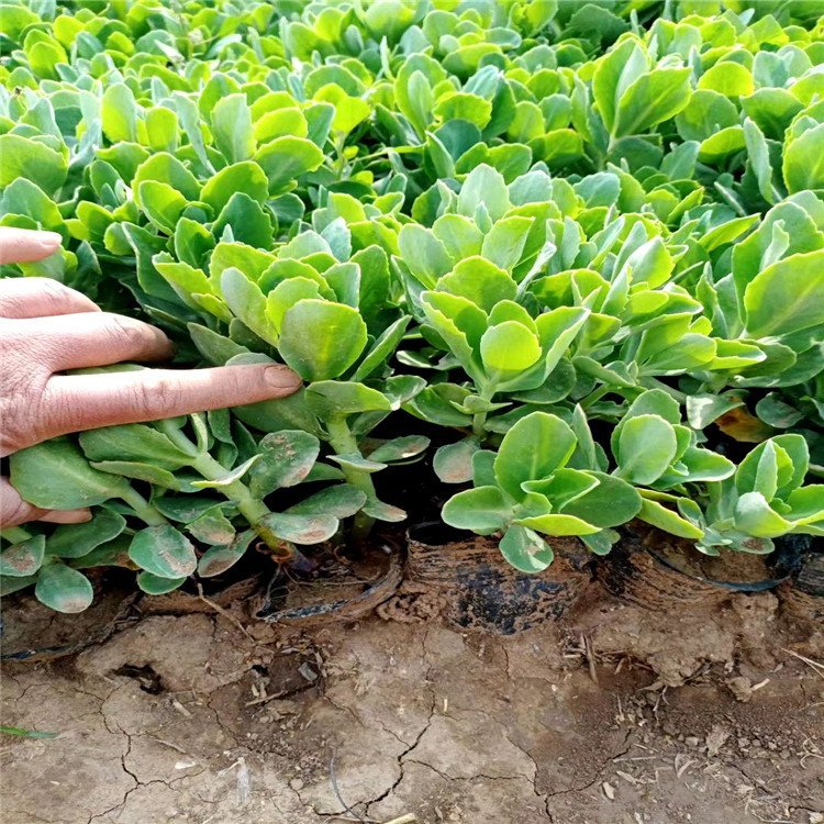 u=1988484554,856443335&fm=199&app=68&f=JPEG