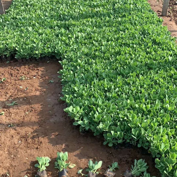 u=1080552935,4109663872&fm=199&app=68&f=JPEG