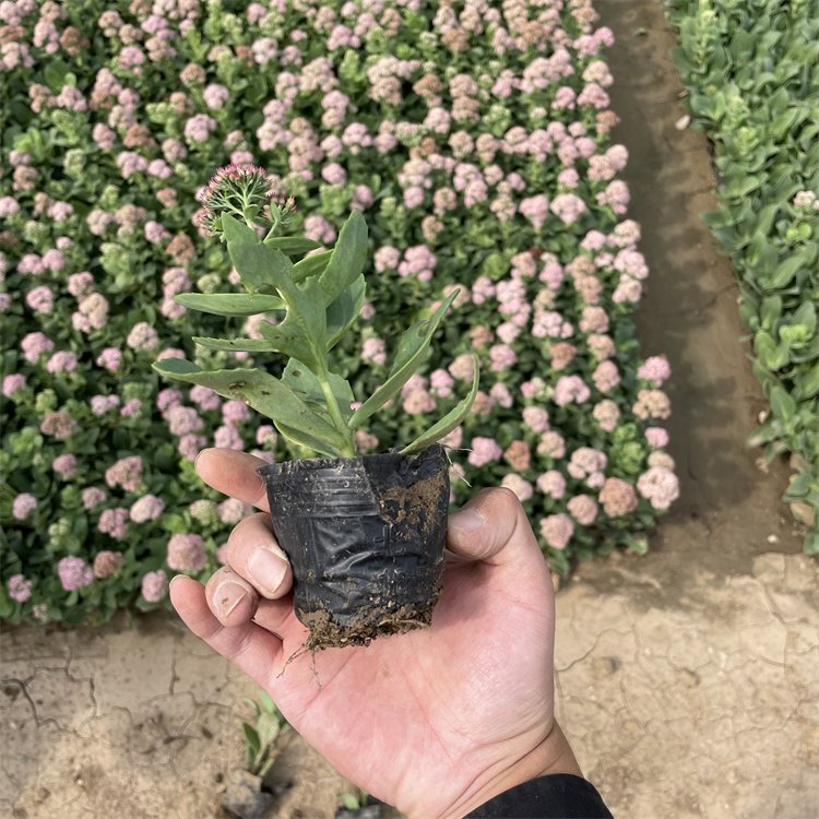 u=265864490,1505724507&fm=199&app=68&f=JPEG