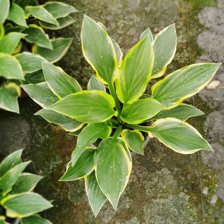 u=349234642,1781956336&fm=199&app=68&f=JPEG