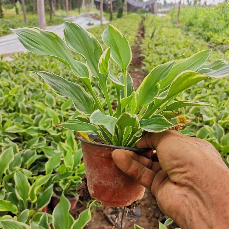 u=793890763,1161758015&fm=199&app=68&f=JPEG