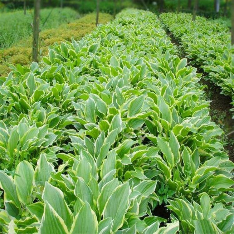 u=1188084631,2300458648&fm=199&app=68&f=JPEG