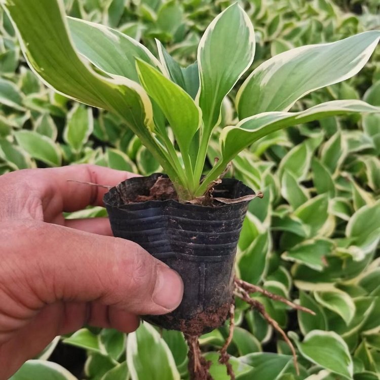 u=3579771820,633022282&fm=199&app=68&f=JPEG