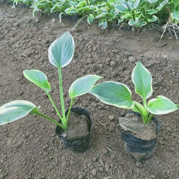 u=3084120632,1500977502&fm=199&app=68&f=JPEG