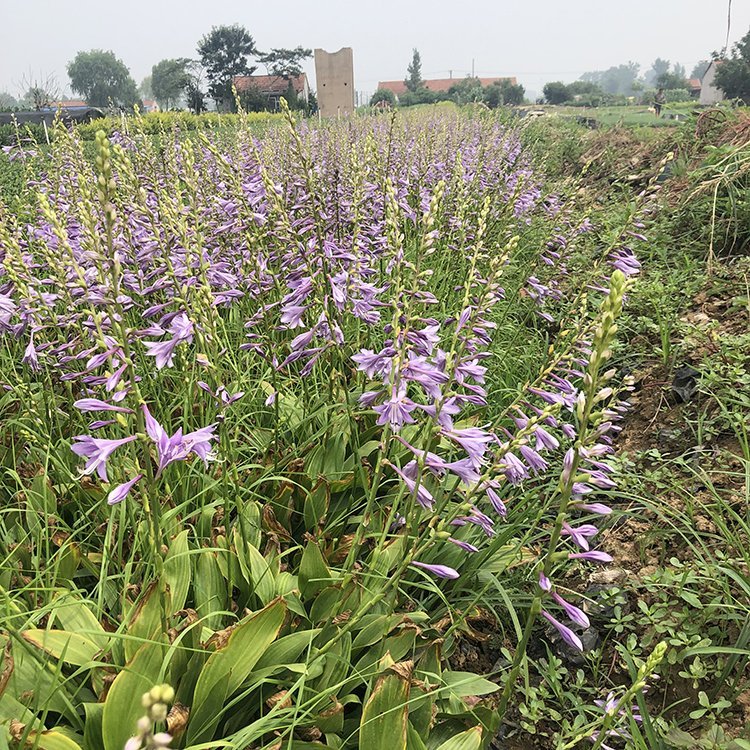 u=2518471623,819312211&fm=199&app=68&f=JPEG