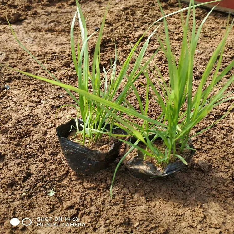 u=140424086,3841881955&fm=199&app=68&f=JPEG