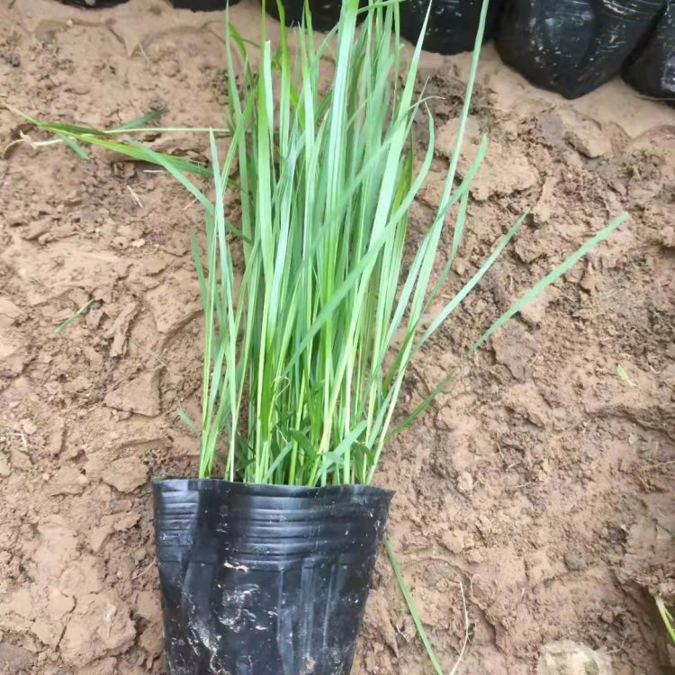 u=1989679519,1180926990&fm=199&app=68&f=JPEG