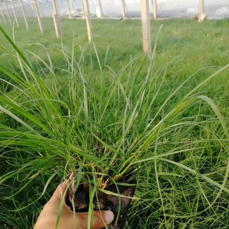 u=2055882705,3976121592&fm=199&app=68&f=JPEG