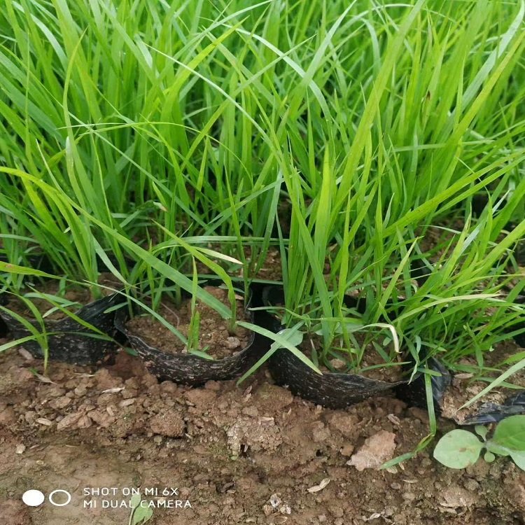 u=3460958049,947869873&fm=199&app=68&f=JPEG