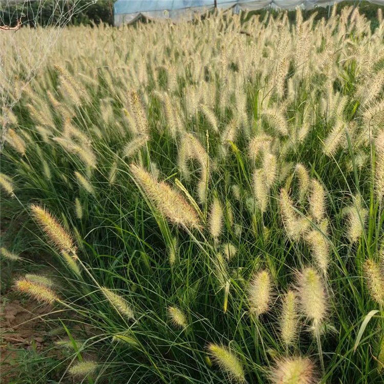 u=3911077113,2644082764&fm=199&app=68&f=JPEG