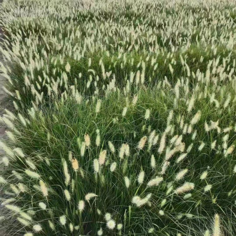 u=2483816558,1619802992&fm=199&app=68&f=JPEG