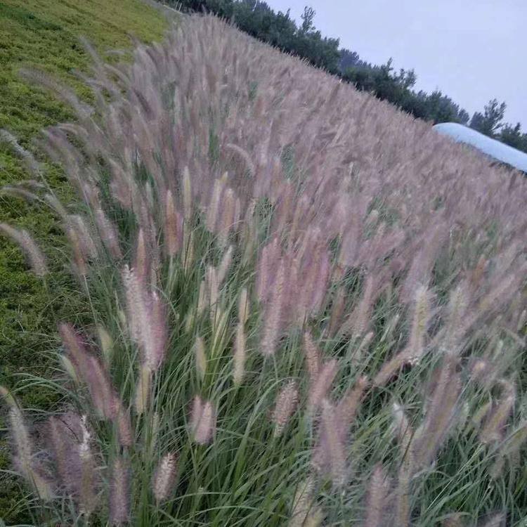 u=2010766107,3703003401&fm=199&app=68&f=JPEG