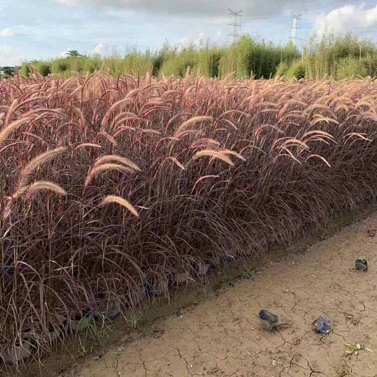 u=1534396863,3834479837&fm=199&app=68&f=JPEG