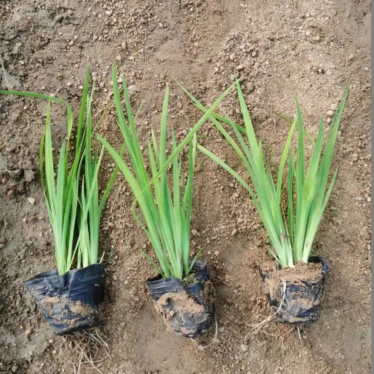 u=4143249231,216402448&fm=199&app=68&f=JPEG