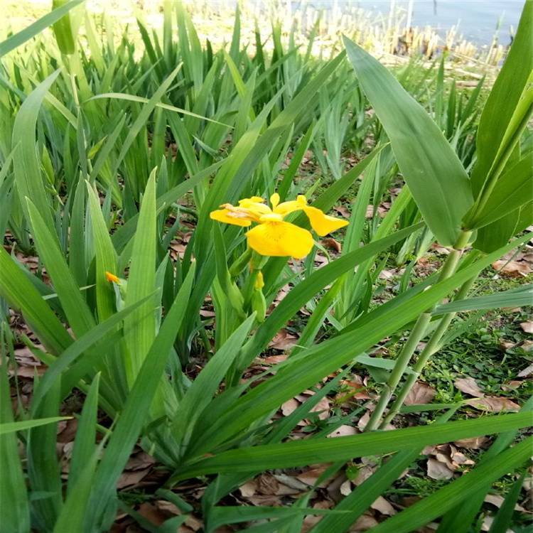 u=817329945,3110013739&fm=199&app=68&f=JPEG