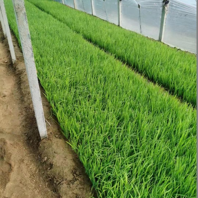 u=765950915,2253007649&fm=199&app=68&f=JPEG