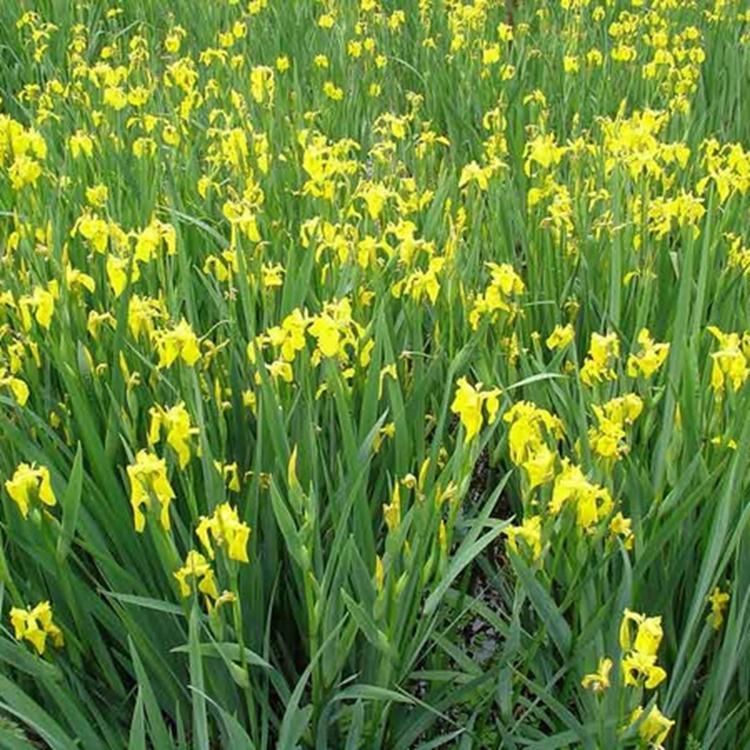 u=3734017394,2506552271&fm=199&app=68&f=JPEG