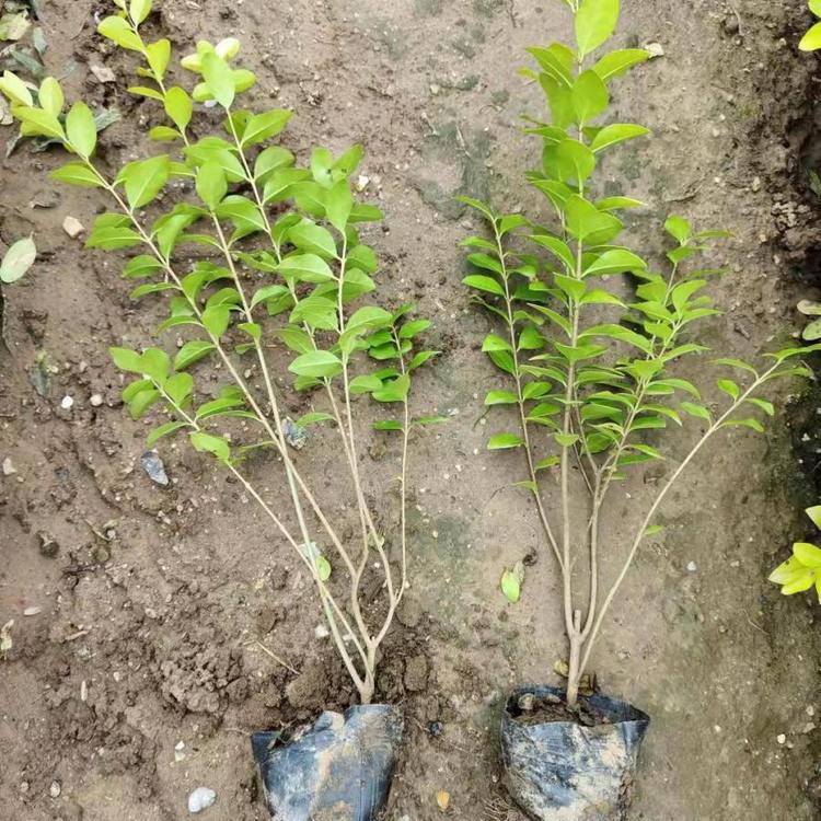 u=3579575150,3775754728&fm=199&app=68&f=JPEG