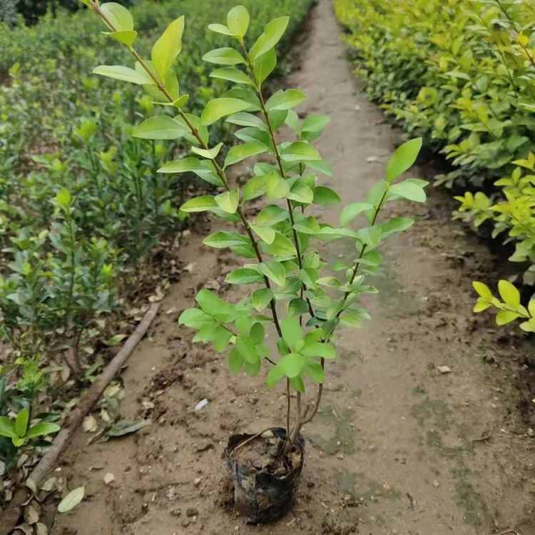 u=1836299331,3100608778&fm=199&app=68&f=JPEG