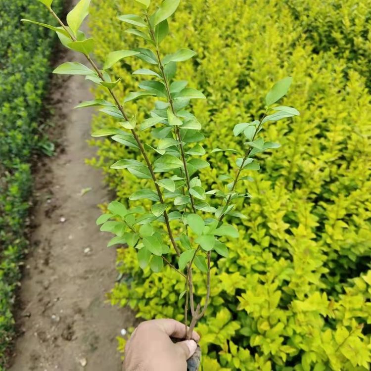 u=74482294,2250887721&fm=199&app=68&f=JPEG