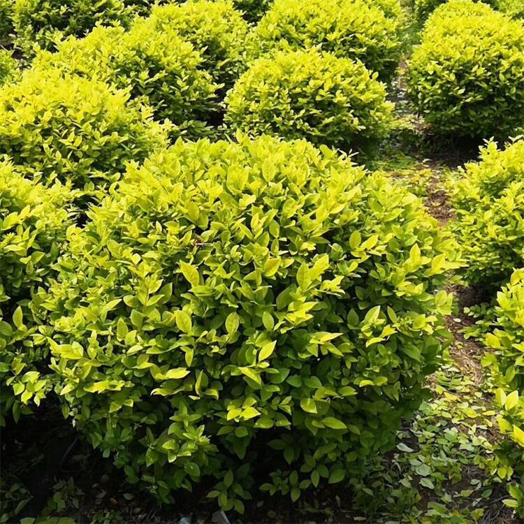 u=1949121081,3622979608&fm=199&app=68&f=JPEG