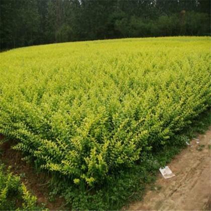 u=2973752529,2080485863&fm=199&app=68&f=JPEG