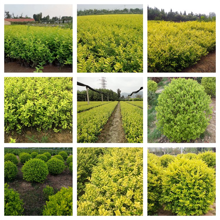 u=3256224758,418339352&fm=199&app=68&f=JPEG